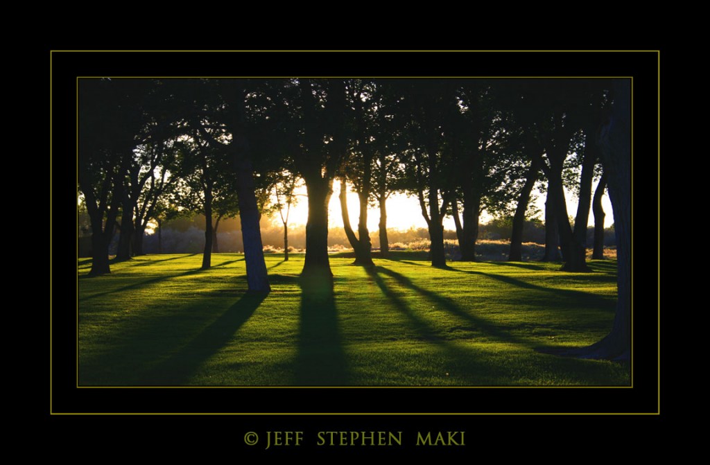 JeffMaki-ForestLight